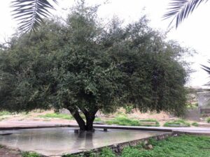 کنار امامزاده حسن جون