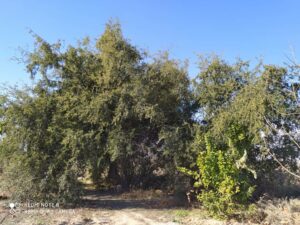 کنار بی هور