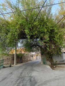 کنار میش خسرو